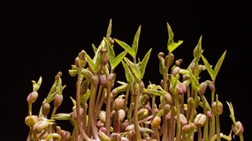 绿豆芽发芽图片